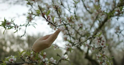 A delicate hand is gently reaching towards the beautiful blossoms that are Stock Footage 305647008