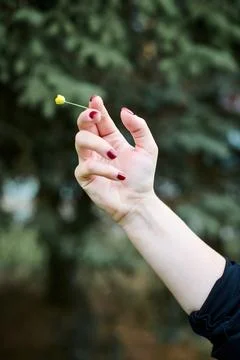 Delicate hand holding tiny yellow flower outdoors Stock Photos