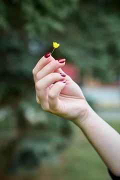 Delicate hand holding tiny yellow flower in outdoor natural light Stock Photos