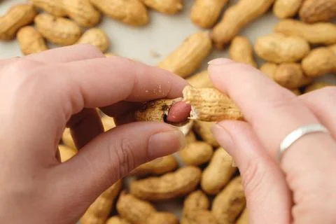 Delicate hands skillfully open a peanut shell to reveal its treasure inside 库存照片