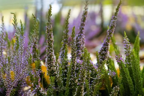 Delicate heather close-up Foto stock