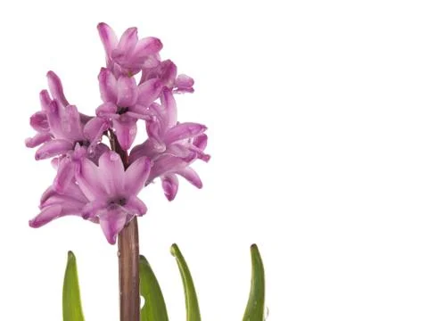 Delicate hyacinth with drops of dew Stock Photos