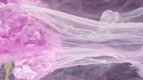 Delicate hydrangea sways amidst translucent fog with gentle pastel hues Stock Footage 334758147