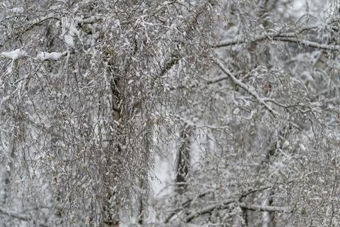 Delicate ice coated branches form detailed patterns below gray sky. Frozen .. Foto stock