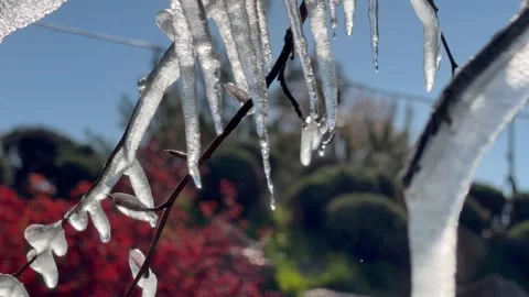 Delicate icicles hang from branches, glistening in the bright winter sun Stock Footage 335620600