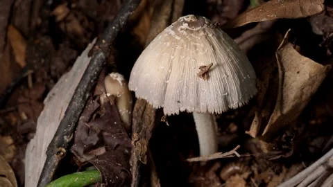 Delicate Ink Cap Mushroom Growing in Forest Debris Видео 335356088