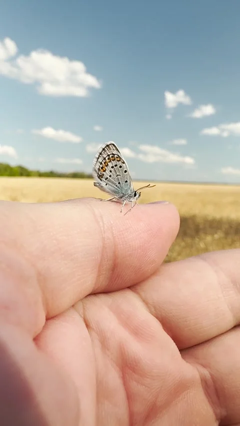 Delicate insect resting momentarily, golden wheat fields in soft focus, warmth Stock Footage 313209941