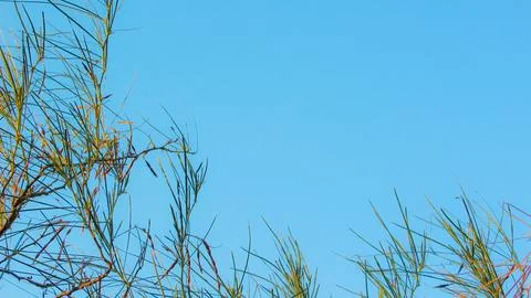 Delicate Ipe tree branches and mature seed pods against a bright azure blue.. Stock Photos