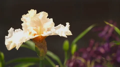 Delicate Iris flower Video stock 157234463