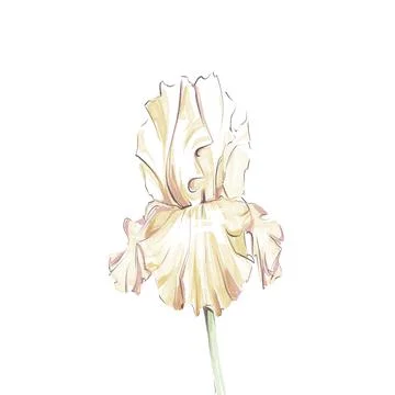 Delicate iris on a white background. Ilustración de archivo