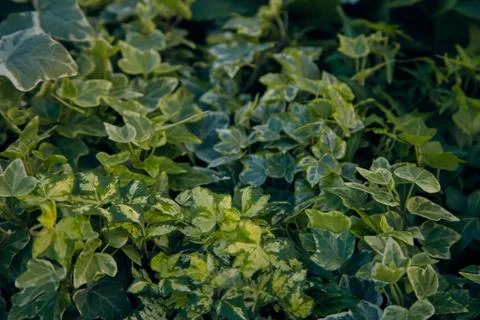 Delicate ivy Stock Photos