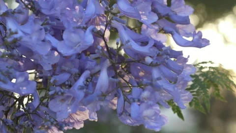 Delicate jacaranda blossoms with purple botanical texture support skincare Vídeos de archivo 335653660