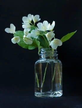 Delicate jasmine flower Stock Photos