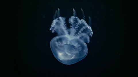 Delicate jellyfish floating through dark aquarium water, dreamy underwater 4K Stock Footage 335488403