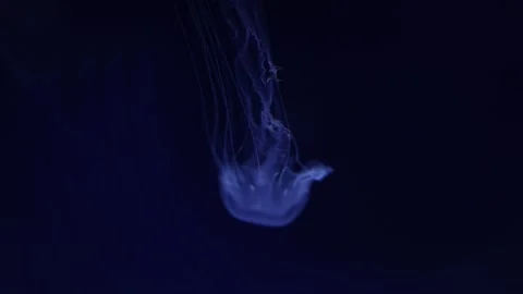 A delicate jellyfish with translucent tentacles gracefully floats in deep, dark  Stock Footage 291843112