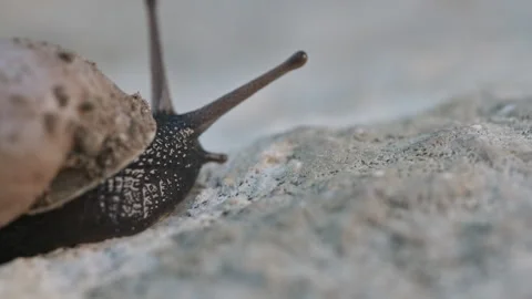 A Delicate Journey: Exploring the Intricate World of a Snail on a Sunlit Rock Stock-Footage 256244942