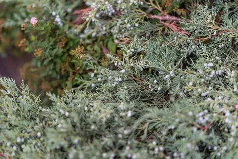 Delicate juniper berries thrive amid lush greenery creating a serene scene in Stock Photos