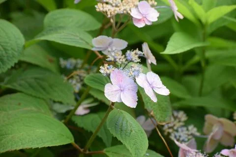 Delicate lacecap hydrangea flowers bloom with soft pink and lavender hues a.. Foto stock