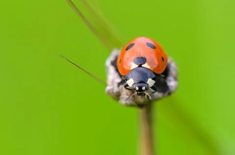 Delicate ladybug perched atop a tiny leaf in a vibrant green landscape duri.. Stock Photos