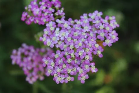 Delicate lavender achillea Stock Photos