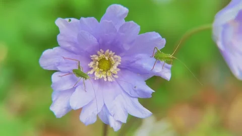 Delicate Lavender Bloom With Insects Engaged in Nature's Dance in a Sunlit 스톡 동영상 281299719