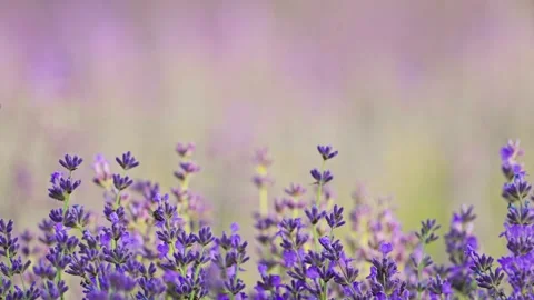 Delicate lavender blooms move in slow motion, surrounded by vibrant green Stock Footage 295951607