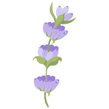 Delicate lavender flower in flat style. Vector illustration on white background. Stock Illustration