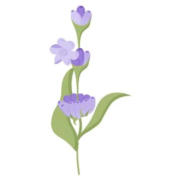 Delicate lavender flower in flat style. Vector illustration on white background. Stock Illustration