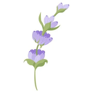 Delicate lavender flower in flat style. Vector illustration on white background. Stock Illustration
