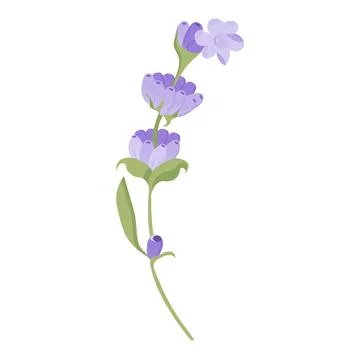 Delicate lavender flower in flat style. Vector illustration on white background. Stock Illustration
