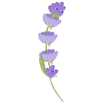 Delicate lavender flower in flat style. Vector illustration on white background. Stock Illustration