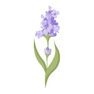 Delicate lavender flower in flat style. Vector illustration on white background. Stock Illustration