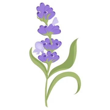 Delicate lavender flower in flat style. Vector illustration on white background. Stock Illustration