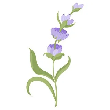 Delicate lavender flower in flat style. Vector illustration on white background. Stock Illustration
