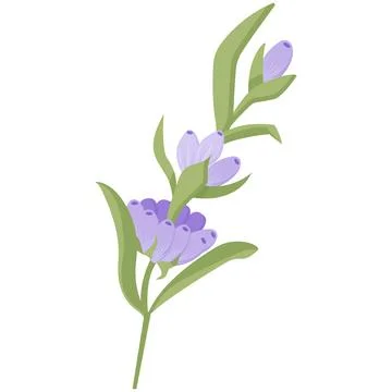 Delicate lavender flower in flat style. Vector illustration on white background. Stock Illustration