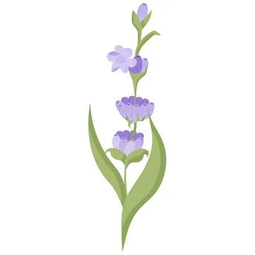 Delicate lavender flower in flat style. Vector illustration on white background. Stock Illustration