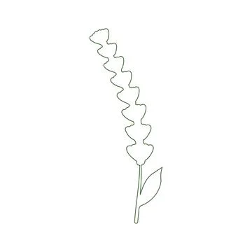 Delicate lavender flower rendered in simple green line art 库存插图