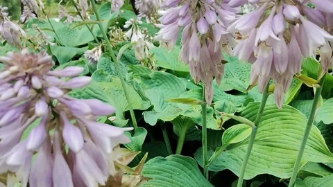 Delicate lavender hosta flowers bloom amidst lush green foliage in a garden Stock Footage 339965369