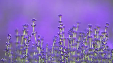 Delicate lavender petals swaying in slow motion on a calming lavender backdrop. Stock Footage 291323811