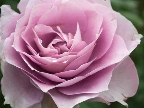 Delicate lavender rose	 Stock Photos