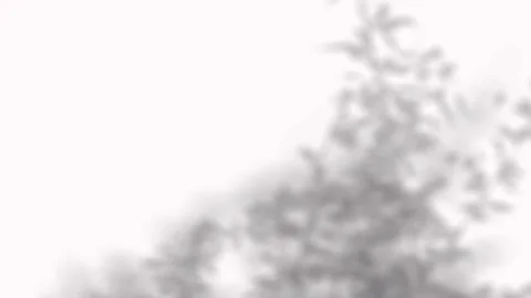 Delicate leaf shadows drifting slowly across a white corner wall for elegan.. 库存影片 346907588
