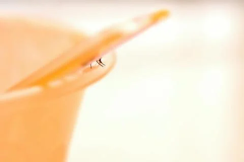The delicate legs of a housefly under a dipper Stock Photos