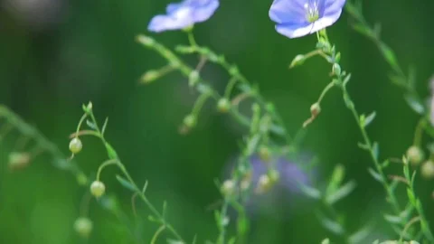 Delicate, light blue Flax Flower, gently blowing in the breeze. Stock Footage 73808581