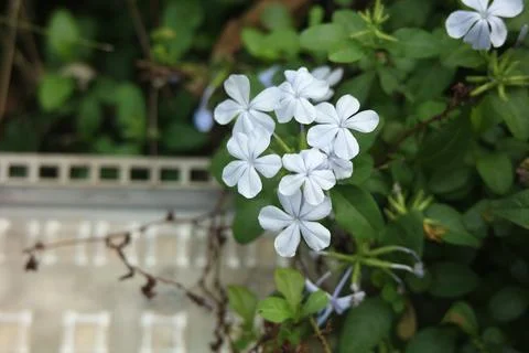 Delicate light blue flowers with five petals in bloom Stock Photos