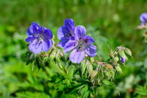 Delicate light blue flowers of Geranium pratense wild plant, commonly known a Stock Photos