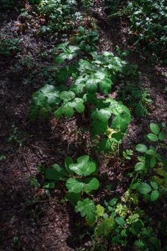 Delicate light filtered through the canopy caresses the leaves of plants Stock Photos