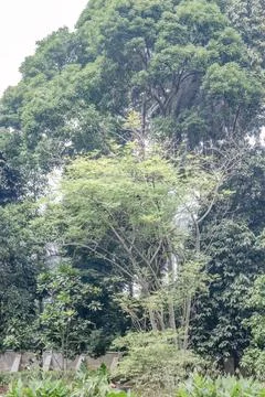 Delicate Light Green Tree Against a Dense Dark Canopy Stock Photos
