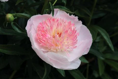 Delicate light peony on a dark background. Stock Photos