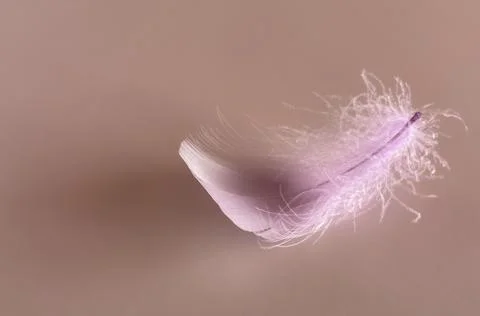 Delicate Light Pink Feather With Copy Space 库存照片