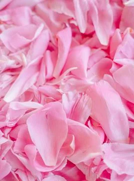 Delicate light pink flower petals lying soft on a bright clean surface, rom.. Stock Photos